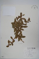 藏品(臺灣小蘗)的圖片