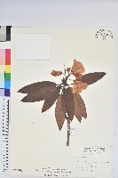 藏品(玉山杜鵑)的圖片