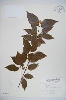 藏品(呂宋莢迷)的圖片