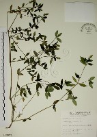 藏品(爵床)的圖片