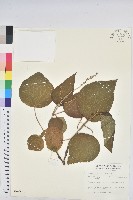 藏品(野桐)的圖片