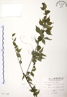 藏品(燈稱花、烏雞骨)的圖片