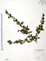 藏品(燈稱花、烏雞骨)的圖片