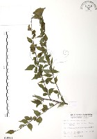 藏品(燈稱花、烏雞骨)的圖片