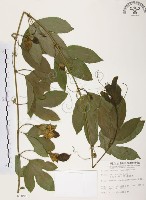 藏品(西番蓮、百香果)的圖片