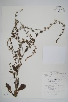 藏品(盾果草)的圖片