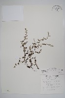 藏品(細纍子草)的圖片