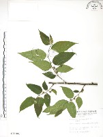 藏品(小構樹)的圖片