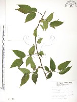 藏品(小構樹)的圖片