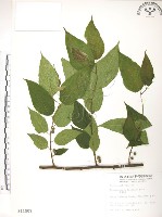 藏品(小構樹)的圖片