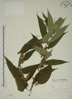 藏品(山黃麻)的圖片