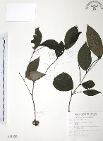 藏品(風藤)的圖片