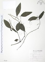 藏品(風藤)的圖片