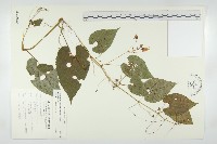 藏品(斑花青牛膽)的圖片