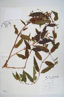 藏品(阿里山忍冬、漸尖葉忍冬)的圖片