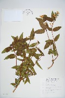 藏品(阿里山忍冬、漸尖葉忍冬)的圖片