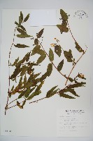 藏品(阿里山忍冬、漸尖葉忍冬)的圖片