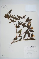 藏品(阿里山忍冬、漸尖葉忍冬)的圖片