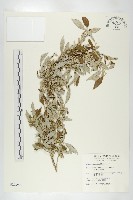 藏品(小葉胡頹子)的圖片