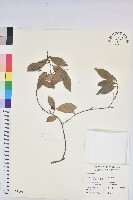 藏品(南仁五月茶)的圖片