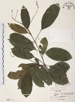 藏品(山香圓)的圖片