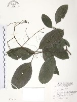 藏品(山香圓)的圖片