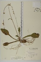 藏品(臺灣鬼督郵)的圖片