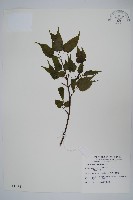 藏品(大屯尖葉槭, 川上氏槭)的圖片