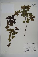 藏品(太平山冬青)的圖片