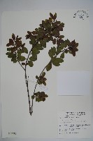 藏品(太平山冬青)的圖片