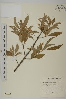 藏品(厚葉衛矛, 源一木)的圖片