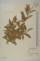 藏品(厚葉衛矛, 源一木)的圖片