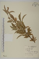 藏品(厚葉衛矛, 源一木)的圖片