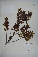 藏品(太平山冬青)的圖片