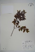 藏品(太平山冬青)的圖片