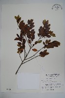 藏品(太平山冬青)的圖片