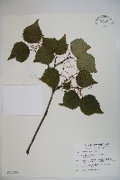 藏品(樺葉莢迷、玉山莢迷)的圖片