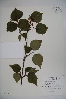 藏品(樺葉莢迷、玉山莢迷)的圖片