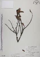 藏品(蓮華池桑寄生)的圖片