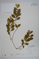 藏品(武靴藤)的圖片