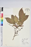 藏品(南燭)的圖片