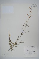 藏品(輪葉沙參)的圖片