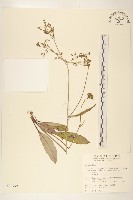 藏品(刀傷草)的圖片