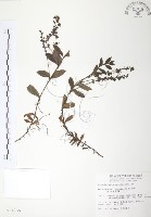 藏品(玉山水苦賈)的圖片