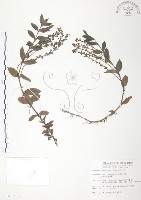 藏品(玉山水苦賈)的圖片