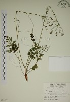 藏品(玉山茴香)的圖片