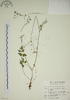 藏品(玉山茴香)的圖片