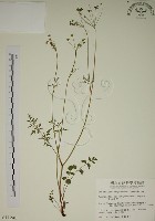 藏品(玉山茴香)的圖片
