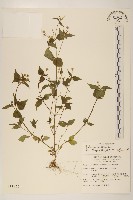 藏品(小米菊)的圖片