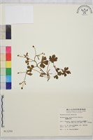 藏品(鹿場毛茛)的圖片